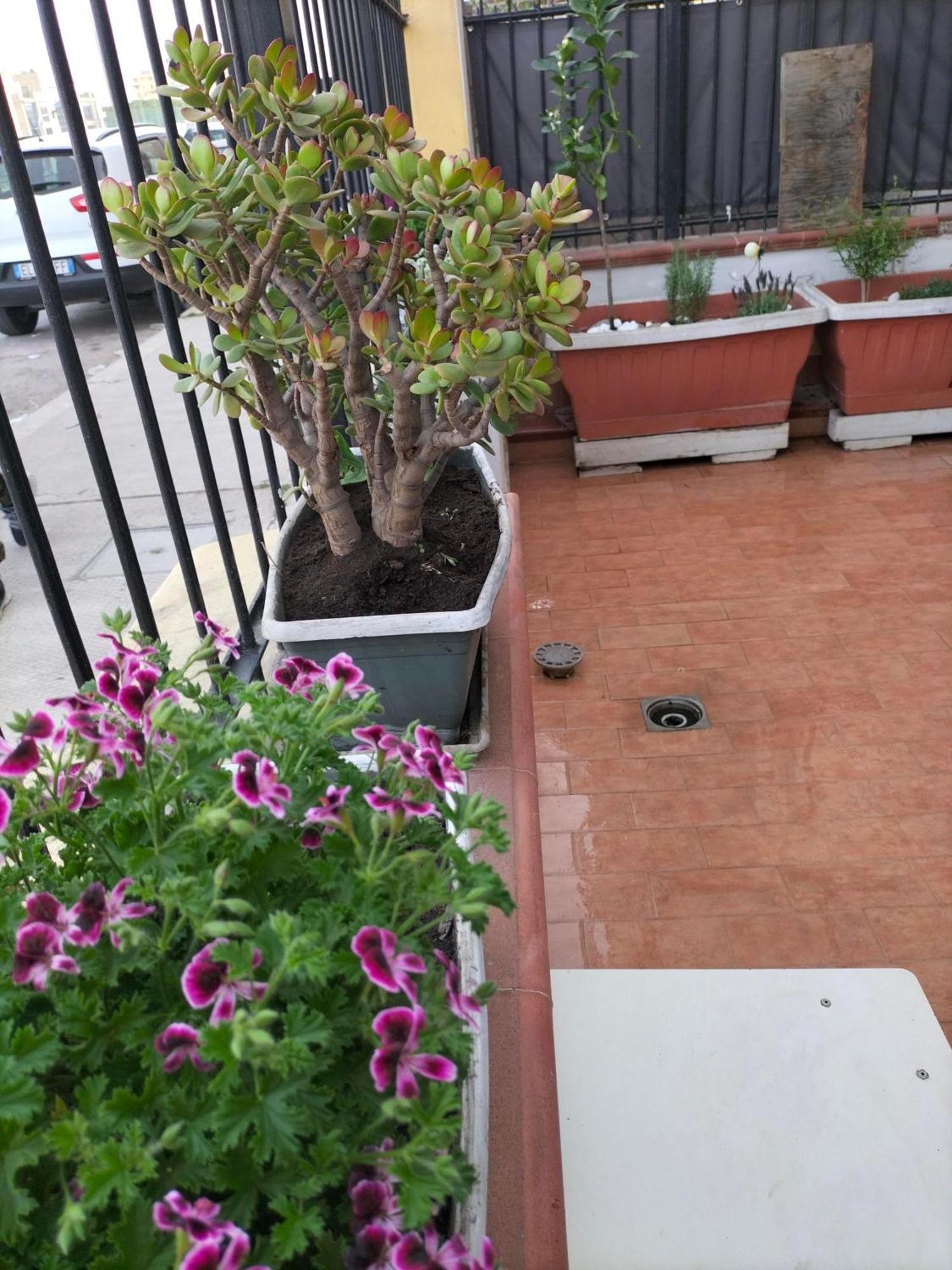Ciuridda Mia Appartement Palermo Buitenkant foto
